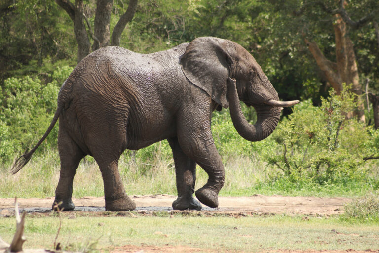 which drunk elephant moisturizer is best for oily skin