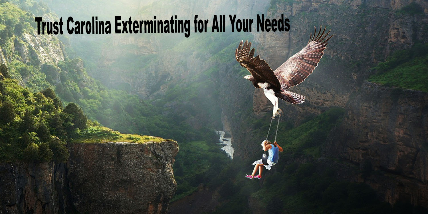 Trust Carolina Exterminating for All Your Needs