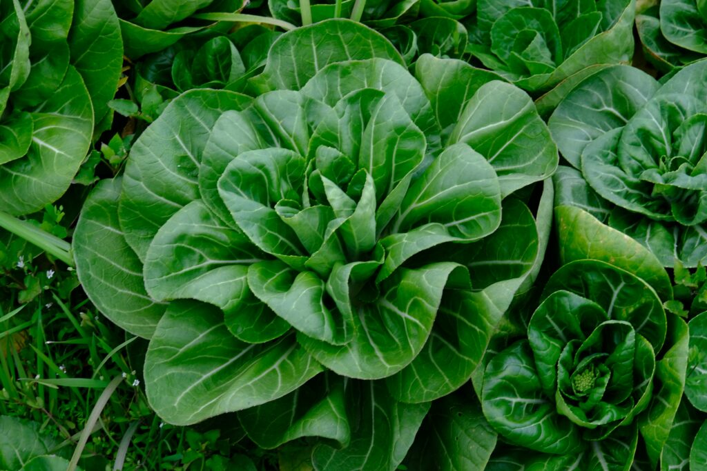 Fresh Yalla Choy Greens displaying their nutritional benefits and health value